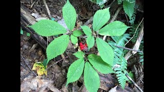 Ginseng hunting in the fall of 2018: hunt number 2