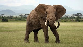 Great pictures of African Bush Elephant