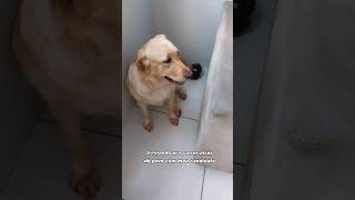 Corre candidato #comedia #pets #labrador