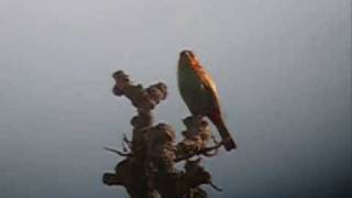 Chestnut backed Tanager. Tangara preciosa.