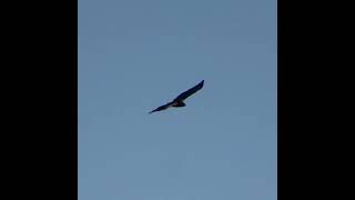 Prise en charge d'une Aigle de Bonelli par le Centre de Sauvegarde Faune Sauvage de Villeveyrac