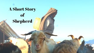 Shepherd's Story ।। भेडा गोठालोको कथा।। #Sheep #Ghalegaun #Shepherd