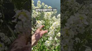 Готовы использовать хрен в цветниках?