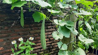 PANEN OYONG GAMBAS DI KEBUN BELAKANG RUMAH