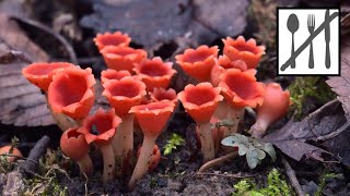 Czareczka długotrzonkowa (Microstoma protractum) Poland