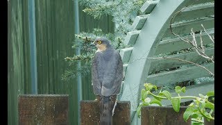 Sparrowhawk searches for its lost prey