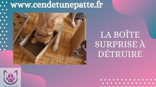 Hello les parents ! nous revoici pour une video de chien à faire avec les enfants !