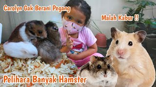 HAMSTER LUCU - KASIH MAKAN HAMSTER TAPI GAK BERANI PEGANG