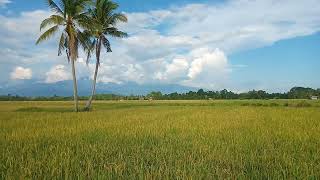 🔴 PADI TELAH RATA MENGUNING MENUNGGU KEHADIRAN COMBINE HARVESTER (@m sb tv)