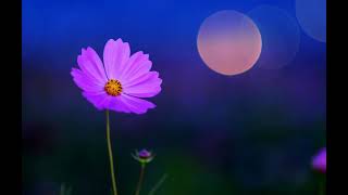 Relaxing SPA Music for Peace Happiness Positive Energy