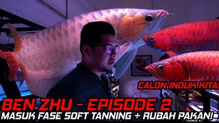 SOFT TANNING ITU LAMBAT / CEPAT?! Rawat Arwana dari 0 Eps.2