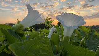 Morning Glories' Sunrise