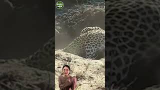 Wow, big prey...leopard vs warthog #short #animal #tulowild #wildanimal #wildlife