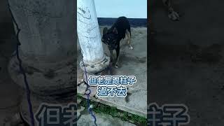 [台灣米克斯]175 讓柴犬過不去的柱子.. #台灣犬 #台灣米克斯