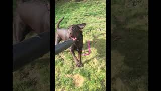 Dog Attacks Leafblower in Slo-Mo