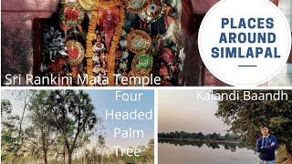 Bankura - Rankini Mata Mandir | Four Headed Palm Tree | Kalandi Dam | Places around Simlapal Picnic