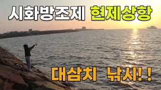 시화방조제 낚시 현제 상황 /  대삼치 나온다고? / 루어 낚시 / 찌낚시 /  7월 둘째주 시방 현황!