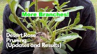 Desert Rose More Branches (Adenium Pruning Update / Results)