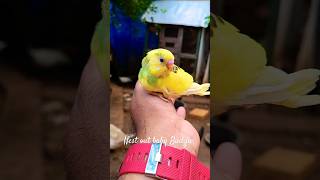 Nest out Baby Budgie|Mango|#Shorts