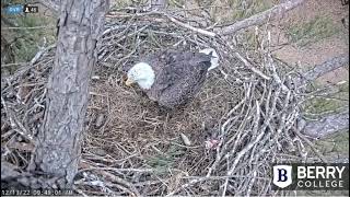 12 13 22 First egg at Berry College nest 2022