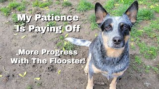 My Patience Is Paying Off ~ Dog Training ~ Dog Reactivity ~