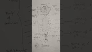 sternum  diagram explanation of sternum