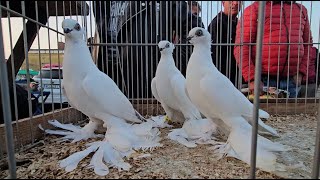 JEDLIŃSK Gołębie pigeons targ Andrzej W. 22.09.2024 cz.3/4💥Gołębie jasne i wyszwance Andrzeja Radom💥