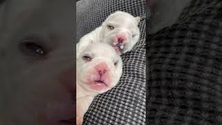 Nothing beats Mom's 🍼 for these puppies | Mother dog feeding her puppies |