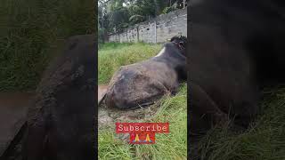 TANGKAP SAPI LEPAS MASUK LUMPUR‼️#sapi #shorts #farmproject #subscribe #viral