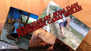 PETERNAKAN AYAM DAN PERTANIAN CABAI MERAH