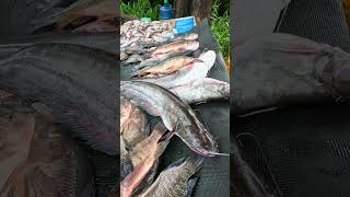 Special! Giant Wallago Catfish Biggest Fish in Fish Market #shorts