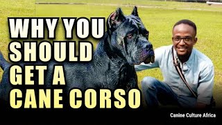 Unbelievable Reasons You NEED a Cane Corso—Find Out Why!