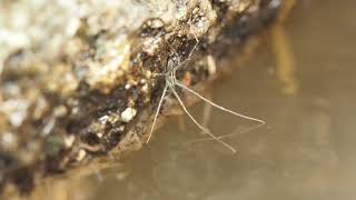 Water spider at Lata Jarum