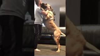 When Boerboel Molly wants to Play Your Playing #shortsfeed #trending #boerboel