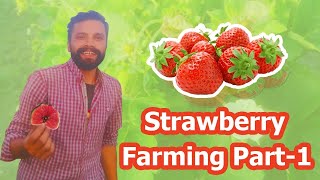 Strawberry Farming in Punjab - Detailed Vlog - Episode 1