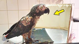 Dying Parrot Was Abandoned In A Shelter. Just See How Much It Has Miraculously Transformed!