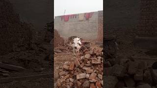 #short #shortvideo #village #animals #shortsvideo #cow #sound #short #shortvideo #village #animals