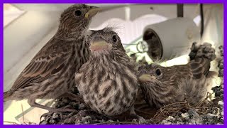 House Finch Fledglings Birds Leaving The Nest