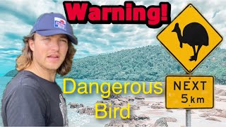 Running Into A Cassowary | Etty Bay Queensland Australia