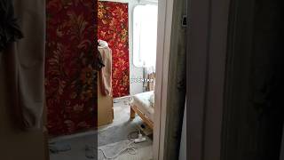 Утро, Лиза и её лукошко #кошка#свойдом#tiktok#shorts