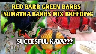 Unexpected na breeding ng red barb at green barbs at sumatra