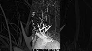 Big Buck Bedding! Trail Cam Tuesday