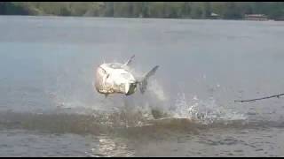 Pesca de Sábalo Real con COPDETOURSJ R.L.  / Tarpon Fishing Rio San Jaun.