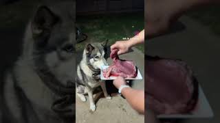 SkibidiBop yes yes yes #SkibidiBopYesYesYes #meme #trendingshorts #trending #husky #dog #dogshorts