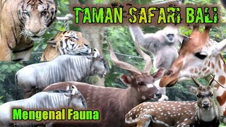 Taman Safari Bali || Mengenal berbagai Fauna..