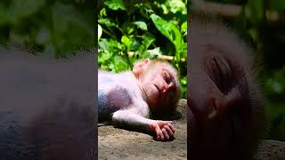 #monkey #babymonkey #monkeycry #newbabymonkey #newbornbaby #fbreel #facebook #short #shortvideos #Mo