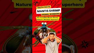 Unbelievable Facts About the Mind-Blowing Mantis Shrimp #MantisShrimp  #animalwonders