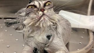 cat taking a bath #cat#tiktok