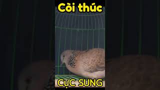 còi thúc cực sung - cu gáy phú thọ #cugayphutho #tiengcugay