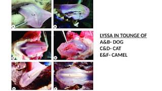 VETERINARY ANATOMY QUESTIONS AND ANSWERS  - PART 4